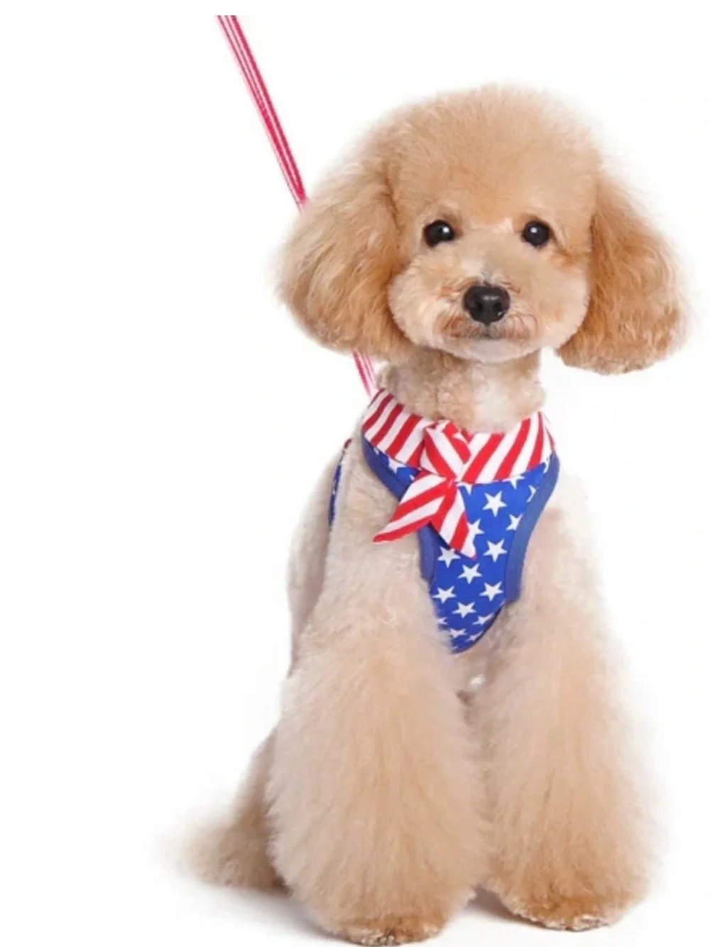 Navy Mesh Dog Harness with Matching Leach Large